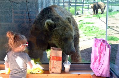 Wildwood Zoo Bear